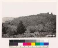 Looking north from A. Marks Ranch at chaparral of Adenostoma fasciculatum, Pickeringia montana, Ceanothus cuneatus, Arctostaphylos glandulosa. Note Douglas fir in clearing in foreground. Note rule 2 x 1/2 x 2 feet by 17 year old Douglas fir at right