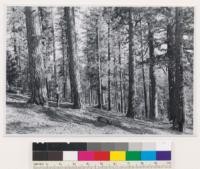 Buck Ridge, semi-dense trees west slope 32 stand of Pinus ponderosa. Associated species: Libocedrus decurrens, Pinus lambertiana, Pseudotsuga taxifolia. Glenn County