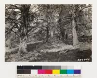 Cedar Mountain, Alameda County. Interior view of Dutton cypress stand