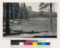 Hodgon Ranch, Yosemite National Park. Meadow surrounded by mixed conifer type of sugar pine-ponderosa pine-white fir-canyon oak. Toulumne County