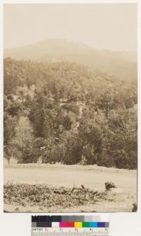 Looking toward Mt. San Jacinto. YP-SP type with Black oak in foreground. Riverside County