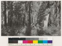 Plot 1-J. Western yellow pine -white fir type, Fruit Growers Supply Company, Lassen N.F. before logging