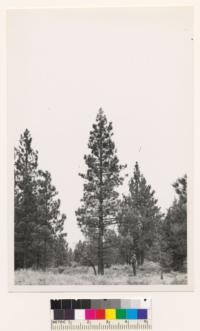 1/2 mile south west of Black ridge Lookout. Young growth(1) Jeffrey pine of site index 100. DBH=15"; Ht=46'; Age =52+10 yrs. Lassen County