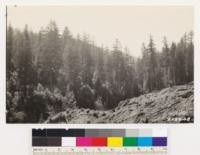 Note contrast between uncut virgin area (Redwood-Douglas fir type) and recenetly logged area of Santa Cruz Lumber Co