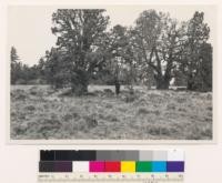 1 mile northwest of Black Ridge Lookout. Sierra juniper, illustarting " other conifers" classified in aerial photos. Assoc. spp.: Artemisia tridentata, Bromus tectorum. Lassen County