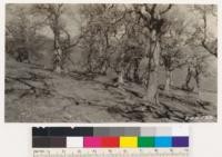 Inside blue oak stand near Figueroa Station, Santa Barbara National Forest