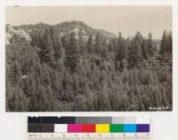 Looking east. Foreground knobcone pine. Beyond ponderosa pine. All ponderosa pine site