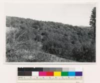 2 miles NW of Indian Springs. Semidense shrub type of young interior live oak and Photinia arbutifolia. Nevada Co. Assoc. sp.: Rhamnus californica tomentella