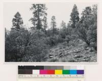 Nontimber site; shrub conifer type. Arctostaphylos viscida, Libocedrus decurrens, Pinus ponderosa, Eriodictyon californicum. (These flat crowned Libocedrus decurrens look like hardwoods in air photo). (Air photo 119-18)