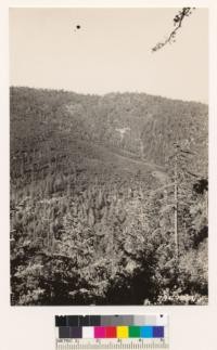 Shasta County looking NE . Note chaparral which is replacing timber as result of repeated firs. Foreground type consists of sugar pine, poderosa pine and Douglas fir with understory of Ceanothus integerrimus, scrub Lithocarpus densiflora and scrub Quercus kelloggii