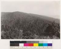 Looking Southeast from High Glade Lookout towards north hillside of virgin timber. Pinus lambertiana, Pseudotsuga taxifolia, Quercus chrysolepis, Quercus kelloggii. Compare this oblique view with vertical aerial photograph