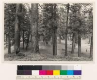 I mile southwest of Old station. Open stand of old growth Ponderosa pine- Jeffrey pine. Shasta County