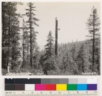 Mixed stands of yellow pine, sugar pine and Douglas fir along ridge between Cedar Camp and Dyer Ranch. Same as No. 260061