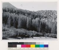 Typical stringer of aspen with willow thickets in foreground