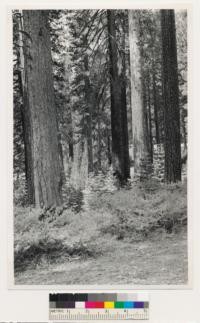 Stanislaus River near junction of Clark Fork. Mixed pine-fir old growth stands. Species composition: Pinus lambertiana, Pinus ponderosa, Quercus wislizenii, Quercus chrysolepis. Understory shrubs mainly Ceanothus cordulatus. Toulomne County