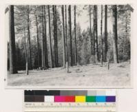 Showing comparative heights of two photo-age classes of conifers. #2 size in foreground; #1 size in background. All Pinus ponderosa. (Air photo 127-64). Yuba county