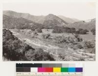 Looking southwest down Cuyama Creek. Shows Coast live oak woodland and Salvia leucophylla sage areas