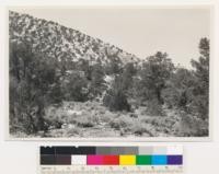 Upper part of Wildrose Canyon. Young growth singleleaf pinon (with some Utah juniper) above charcoal kilns. Old growth stand was cut in the 70's to make charcoal for Modoc gold mine (Argus Range). Assoc. sp.: Artemisia tridentata-Cercocarpus ledifolius. San Bernadino County