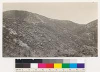 A sector of the Arctostaphylos glauca type on south slope of Red Mt. Tejon #4 sheet. Note the semibarren chamise type to the left of the firebreak. Type in the draw is chamise