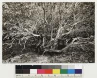 Sandhills between Los Berros and Oceano. Shows detail of base of stems of some individual Arctostaphylos rudis shown in No. 329763