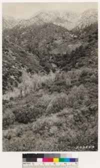 Mixed chaparral type with patches of canyon live and black oak woodland. Note scattering bigcone spruce. Chaparral species: Arctostaphylos sp. (tomentosa?), Quercus dumosa and wislizenii var frutescens, Cercocarpus betulaefolius and Ceanothus divaricatus. From point on Potato Canyon-Oak Glen Road