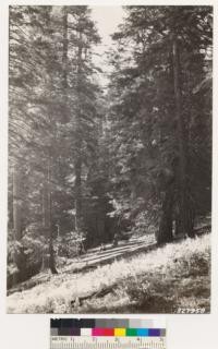 Big Pine Mountain. Interior view of sugar pine, white fir stand. Fir predominates with Incense cedar and jeffrey pine showing. Psoralea in foreground. Umbelliferae and Ribes sp. make up ground cover