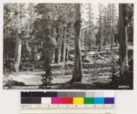 Near Border Ruffian. Characteristic subalpine stand in plateau. Dense stand in Lodgepole pine. Mountain hemlock in depressions (at left) and open lodgepole pine stands in rock outcrops (at right)