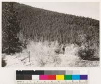 South of Loganville on trail to Keystone Mine. Looking southwest at Knobcone pine type in Keystone Ravine. Note Prunus emarginata in foreground