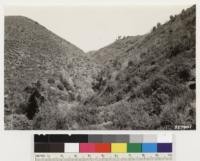 Looking east. Shows contrasting types on north and south slopes. North slope at right, woodland chaparral of Umbellularia californica, Quercus agrifolia and Ceanothus sorediatus. South slope Adenostoma fasciculatum, Salvia mellifera. See sample plot #103, for sample of south slope type