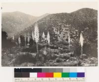 Lone Pine Canyon. Foreground Yucca whipplei in bloom. Background desert chaparral type. Note abundance of Yucca in type