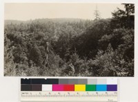1 mile north of Wagner Ranch, Lake County. Showing canyon oak woodland ...
