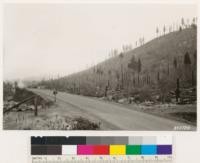 Looking southeast from point on highway to Quincy. California black oak and Arctostaphylos have replaced Ponderosa pine as result of logging followed by fire