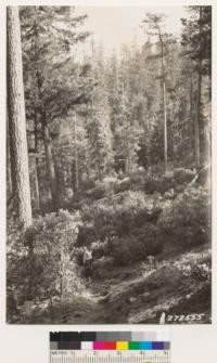 Jeffrey pine on serpentine formation. Site IV. With variations in III and V. Understory of Quercus vaccinifolia, Arctostaphylos viscida, Umbellularia californica, Garrya flavescens buxifolia