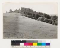 Direction NW. Vegetative types: Grassland , Redwood-Douglas fir, Woodland. Species : Gr, R, D, A. Location 100 yards East of new road to lower park entrance 1/2 mile west of Headquarters. Exposure E and Se. Showing strip of woodland between Grassland and Redwood Fir areas below