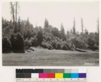 Bendmore Valley, Lake County. Looking SW at canyon oak- madrone woodland associates with sugar pine. The right hand sugar pine snag in group at left measures 50 inches DBH and approximately 145 feet high