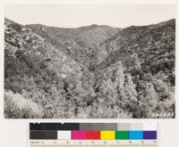 Looking east at area of chamise chaparral containing Arctostaphylos glauca. Chaparral of Quercus dumosa on north slope at right. Chamise chaparral with Salvia mellifera on south slope at left