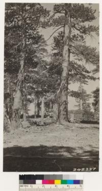 Lodgepole pine type on Mt. San Antonio