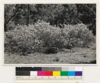 Near Martis Creek. Clump of Ceanothus velutinus in opening of Jeffrey pine type. Placer County