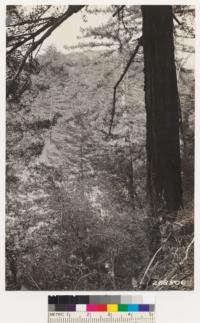 Bigcone spruce near head of Trabuco Canyon. Associates canyon oak, laurel, and Ceanothus spinosus palmeri