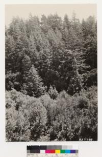 Redwood-Douglas fir type on north slope opposite #237787. California laurel and Alder on creek bottom in foreground