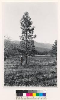 Along Minerville- Trinity Center road. Individual conifer timber tree (ponderosa pine) representative of age class # 1. Trinity County