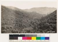 Ponderosa pine, Douglas fir, black oak type in Campbell Creek, with chaparral Arctostaphylos viscida, Quercus garryana breweri, Quercus kelloggii, Ceanothus cuneatus on S slope. 1.5 miles S of delta. Redding Quadrangle