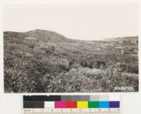 Casmalia Hills, same locality as #302496. Looking west, showing chaparral formation of Arctostaphylos rudis 3 to 4 feeet high. Adenostoma fasciculatum 2 to 3 feet high, Arctostaphylos andersonii 4 to 5 feet high and Ceanothus cuneatus 4 ft. high