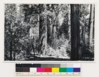 Near Ackerson Meadow. Old-growth yellow pine-sugar pine-white fir-incense cedar stands. Site Quality 200. Toulumne County