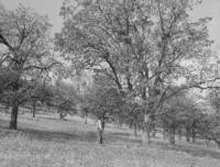 Beside Highway 99 about 2.5 miles NW of Hornbrook. Garry oak type of woodland-grassland classification on east facing slope. Soil shallow and medium rocky supporting a thin grass cover with the oaks. Over 50 % of oaks are over 12 " DBH. Assoc. sp.: along stream banks, Ceanothus cuneatus