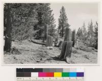 Close utilization? Lodgepole pine stumps left after winter logging for early mine timbers. Subalpine site. Were these trees more than three times as tall as stumps left in the woods?