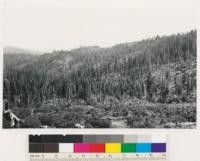 Butte County, Shows Inskip Timber sale Area logged in 1921-23. Type is sugar pine, ponderosa pine, Douglas fir-white fir and incense cedar. Cornus nuttallii understory. Cutover area in foreground is timberland chaparral; Arctostaphylos patula, Ceanothus cordulatus, Quercus wislizenii, Castanopsis sempervirens,Cornus nuttallii, Ceanothus prostratus and Castilleia sp