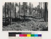 2 miles S. of Luke Camp. Open Ponderosa pine type with heavy stand of Pinus ponderosa reproduction. Reproduction of a size which cannot be distinguished from shrubs on 1/20,000 scale aerial photographs. Toulumne County
