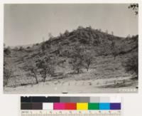 Characteristic north slope type of Artemisia tridentata with scattered Douglas and Valley oaks and Digger pine. Note grass under shade of oaks