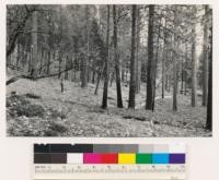 1 mile west of Oregon Peak. Old growth-young growth (321) stand of ponderosa pine. Assoc. spp.: Black oak, incense cedar, Douglas fir, Chamaebatia foliolosa. Yuba Co